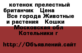 котенок прелестный британчик › Цена ­ 12 000 - Все города Животные и растения » Кошки   . Московская обл.,Котельники г.